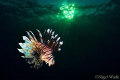   Lion fish under setting sun  